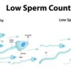 Инструкция по сбору спермы для посева спермы