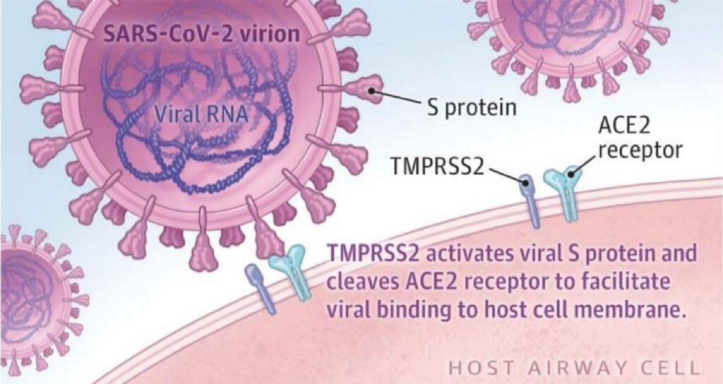 koronavirus i s protein