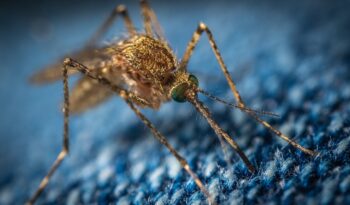 Virus koji prenose komarci
