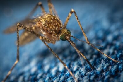 Virus koji prenose komarci