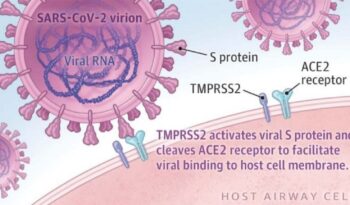 koronavirus i s protein