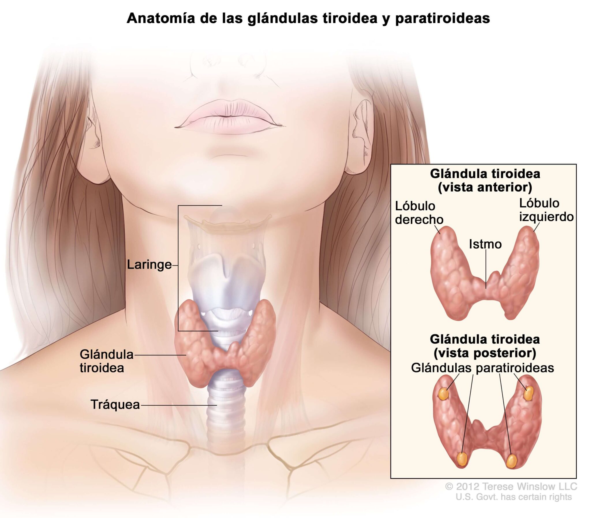 Tiroidna Tiroidea - Aqualab
